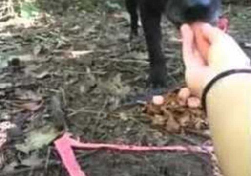 Animal Rescuers Try and Lure in Missing Dog 'Bear' With Hot Dog