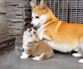 Star Pooch Shows Younger Pup How to Sit With Style