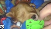 Dogs and nipples pacifiers. Fun and funny dog