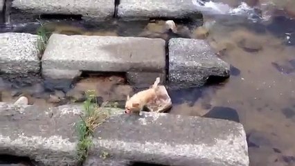 Dog Entertainment. Cão engraçado em si entretém