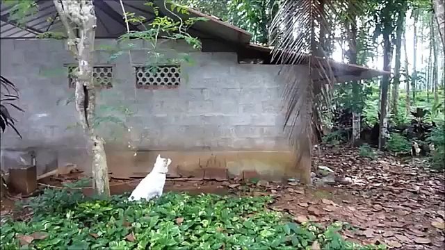 Serenade cão. Cão engraçado canta para um gato