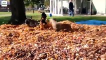Cães e folhas. Cães engraçados que jogam nas folhas de outono