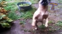 Os cães amam a chuva e poças. Cães engraçados como a chuva e poças