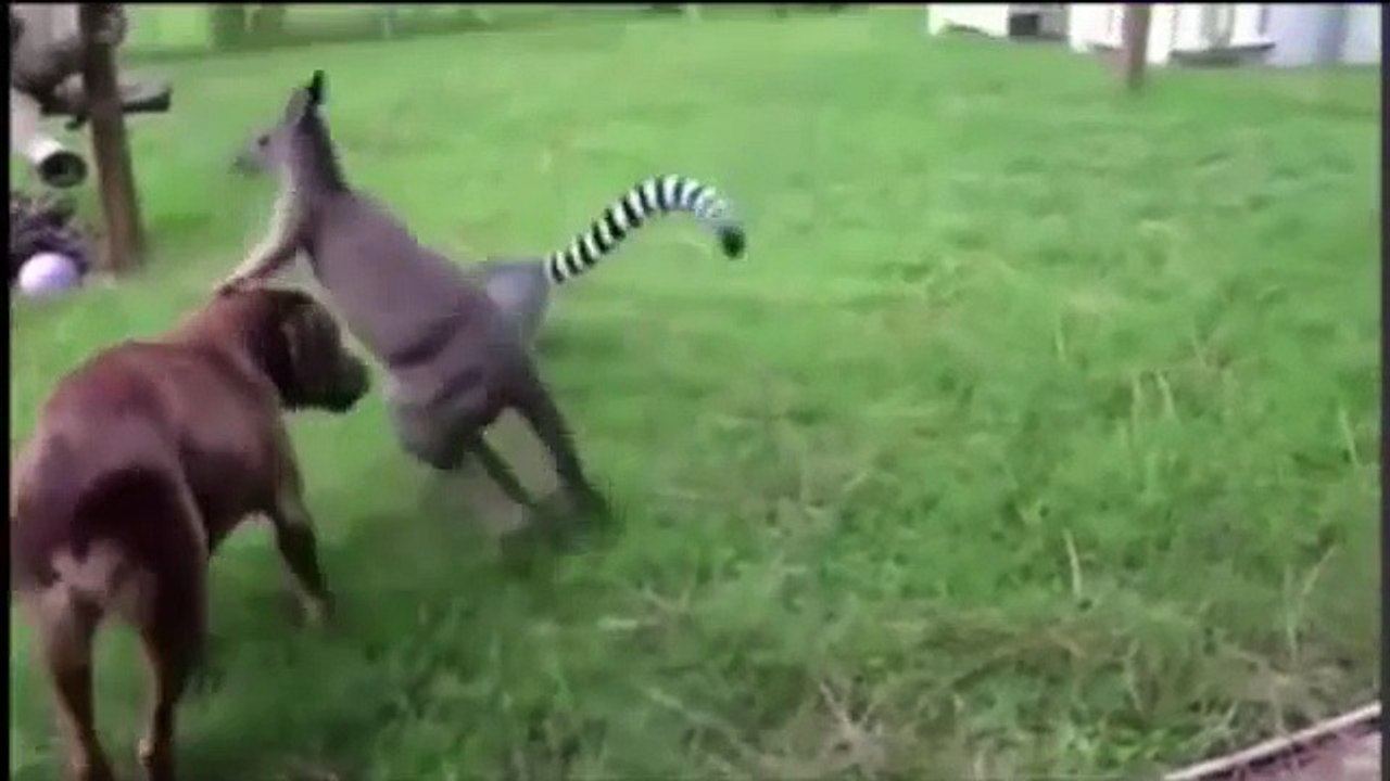 Cães contra animais. Cão engraçado que joga com animais diferentes