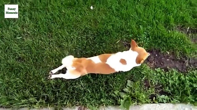 Cães andar engraçado. Cães engraçados andar