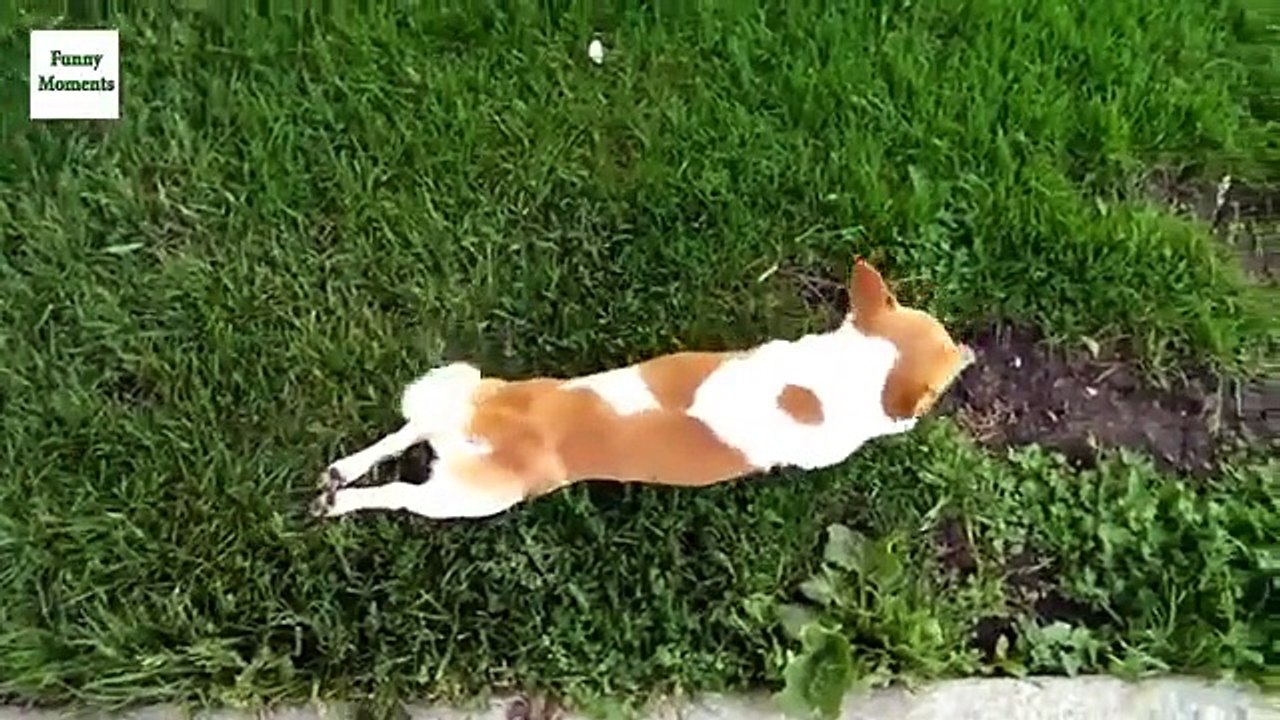 Cães andar engraçado. Cães engraçados andar