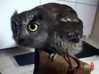 Búho en la casa. divertido búho