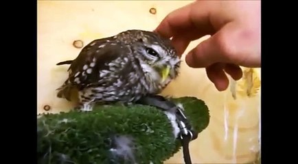 Búhos también tienen un descanso. búho divertido