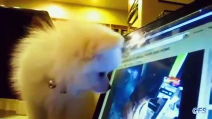 Perros en una pérdida. Perros divertidos en una pérdida