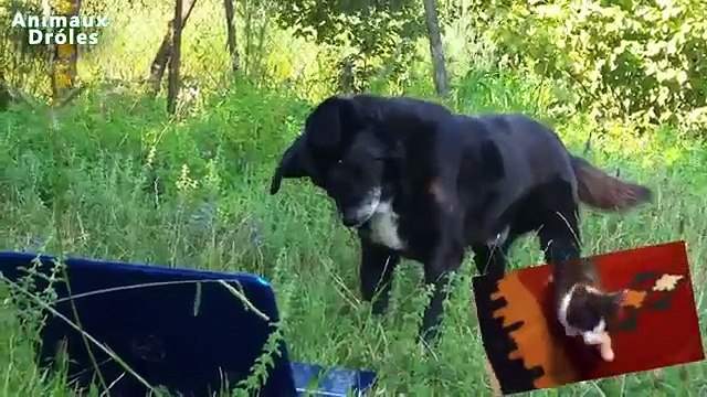 Los perros y los gatos son virtuales. Perros divertidos reaccionan a los gatos en un ordenador portátil