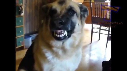 Los perros hacen hocico gracioso. Perros divertidos sonrisa