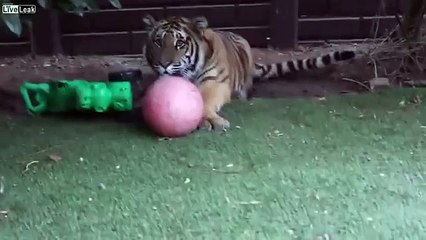 Los perros protegen el anfitrión del tigre. Perro divertido y Tiger