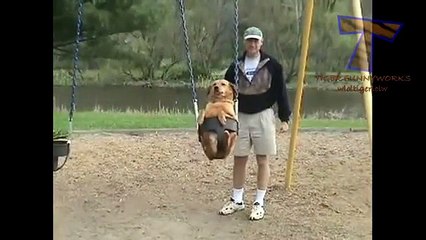 Los perros y los gatos se comportan como seres humanos. Perros y gatos divertidos