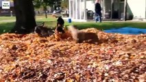 Perros y hojas. Perros divertidos que juegan en hojas de otoño