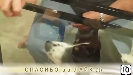 Perros y mundo paralelo. Perro divertido y mesas de cristal