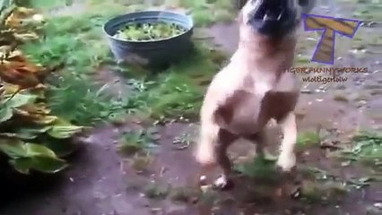 Video herunterladen: Los perros aman la lluvia y los charcos. Perros divertidos como la lluvia y los charcos