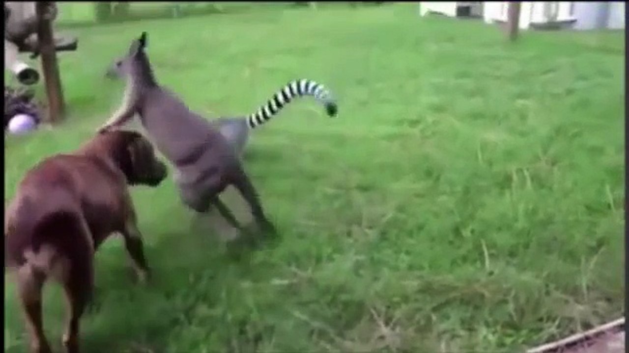 Perros contra los animales. Perro divertido jugar con diferentes animales