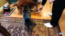 Los perros son felices de recibir la comida. Perros felices divertidos