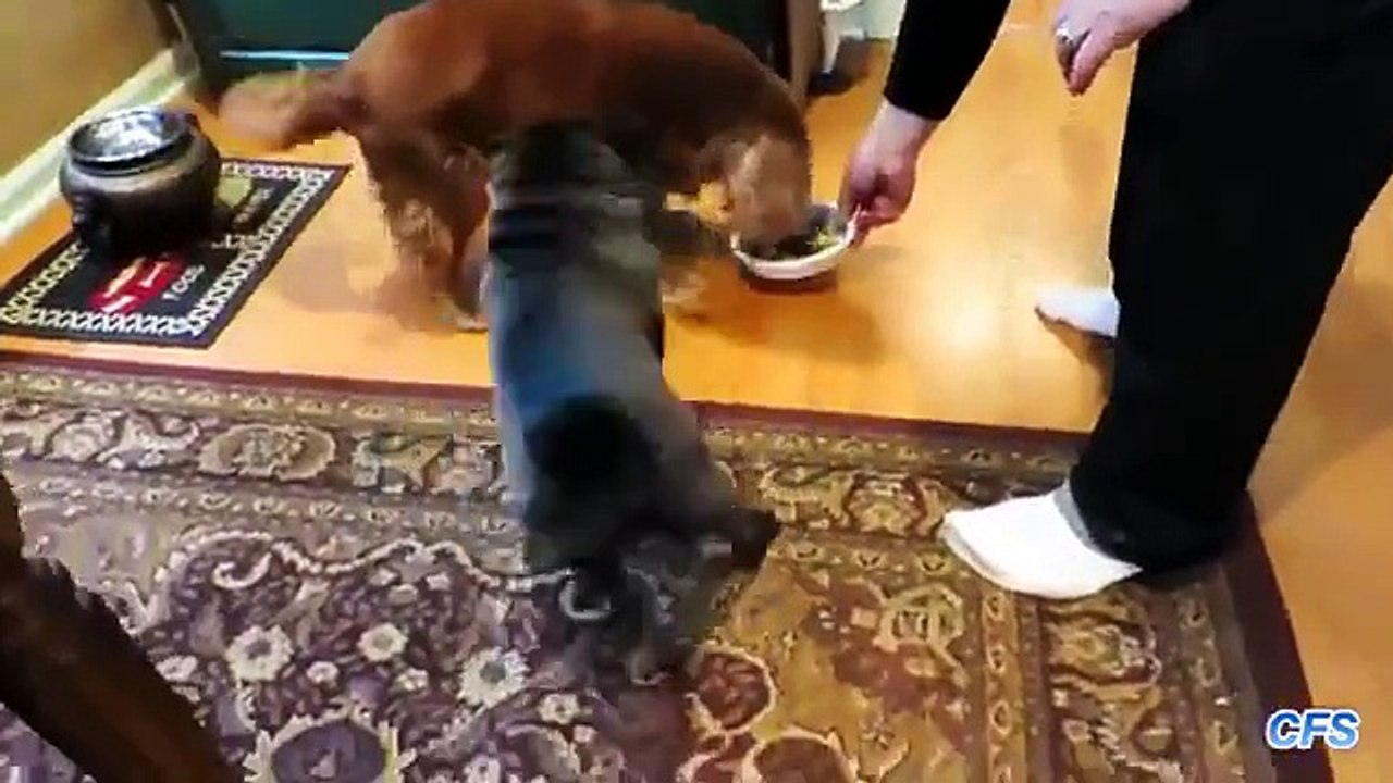 Los perros son felices de recibir la comida. Perros felices divertidos