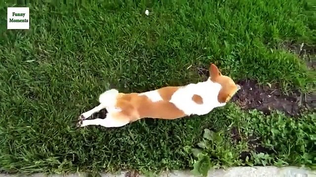 Perros pie divertido. Perros divertidos pie