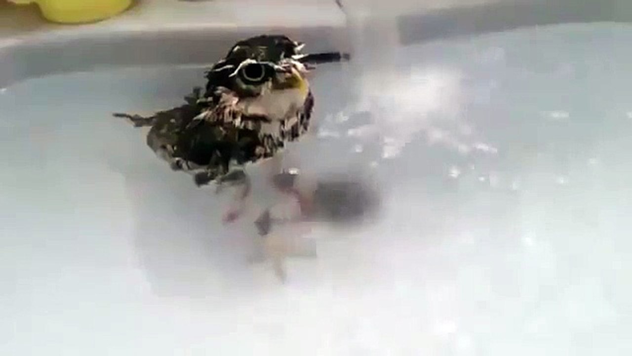Owl nage dans la baignoire. Drôle hibou prend un bain