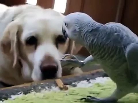Perroquet dîner commun et un chien. Parrot et le chien manger ensemble