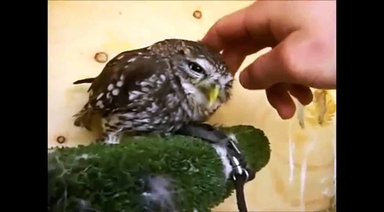 Hiboux ont également un repos. hibou drôle