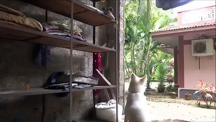 Crèche chien. Drôle de chien aide à trouver des frères chaton