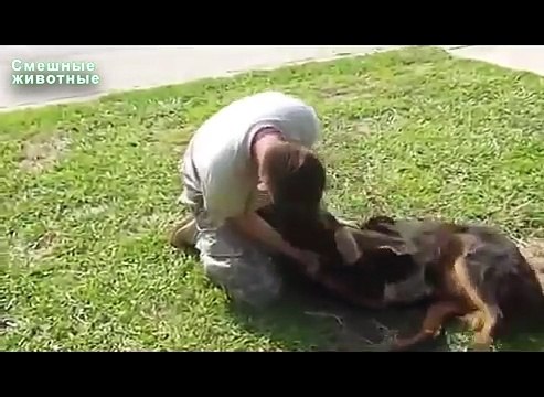 Les propriétaires de chiens rencontrent. Chiens drôles et leurs propriétaires