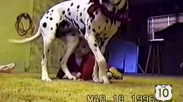 Chiens et enfants à la maison. Chiens drôles jouer, de regarder et de divertir les enfants