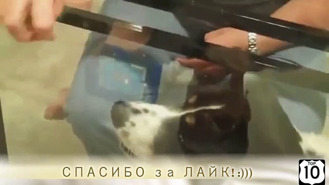 Chiens et monde parallèle. Funny Dog et tables en verre