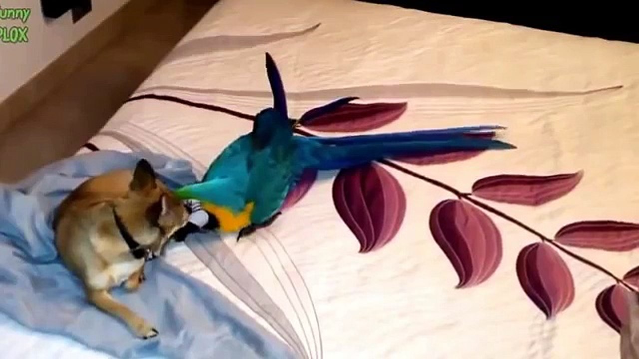 Chiens et perroquets. Une collection drôle de chiens avec des perroquets