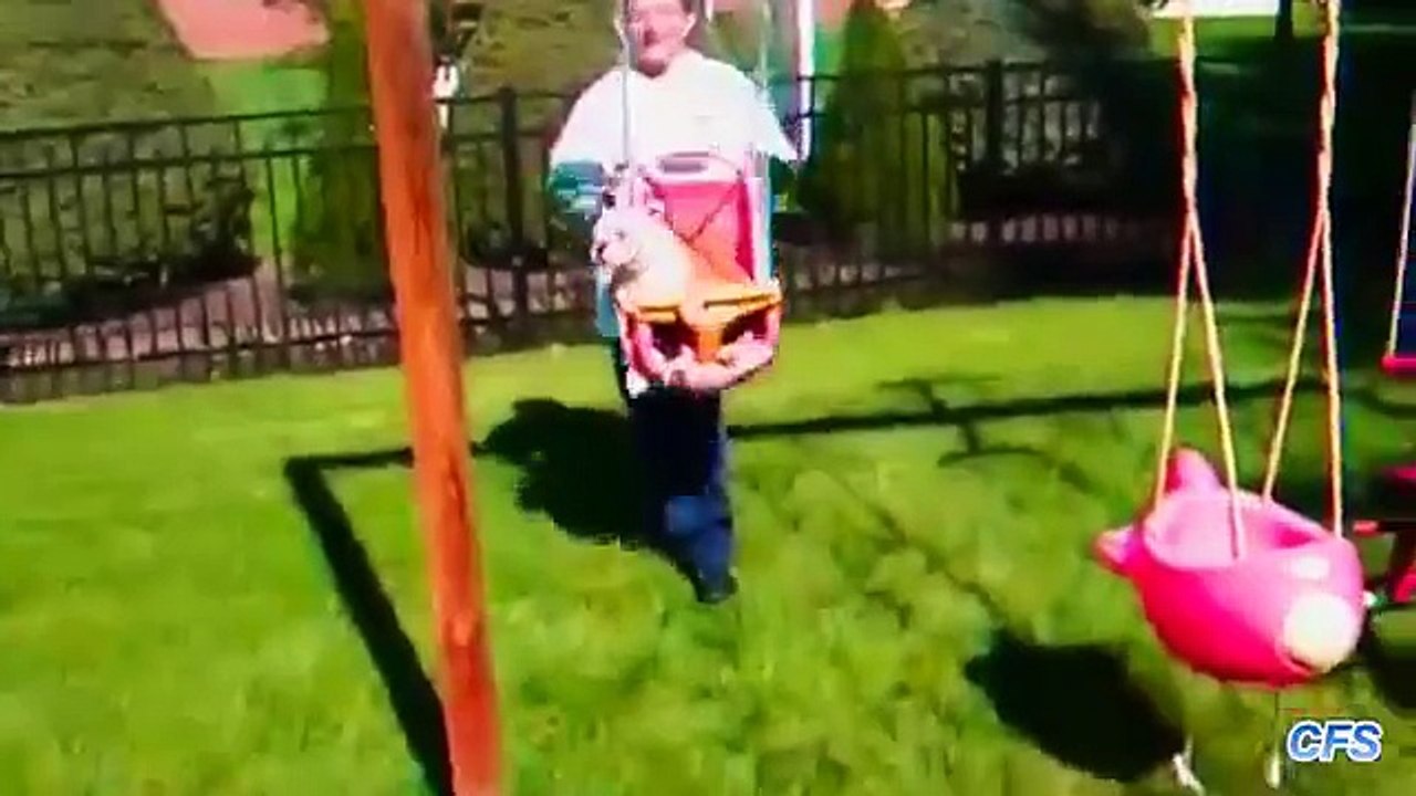 Les chiens aiment se balancer. Funny dog sur une balançoire