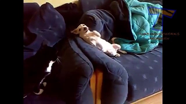 Chiens collent aux chats. Drôle chiens chats forés