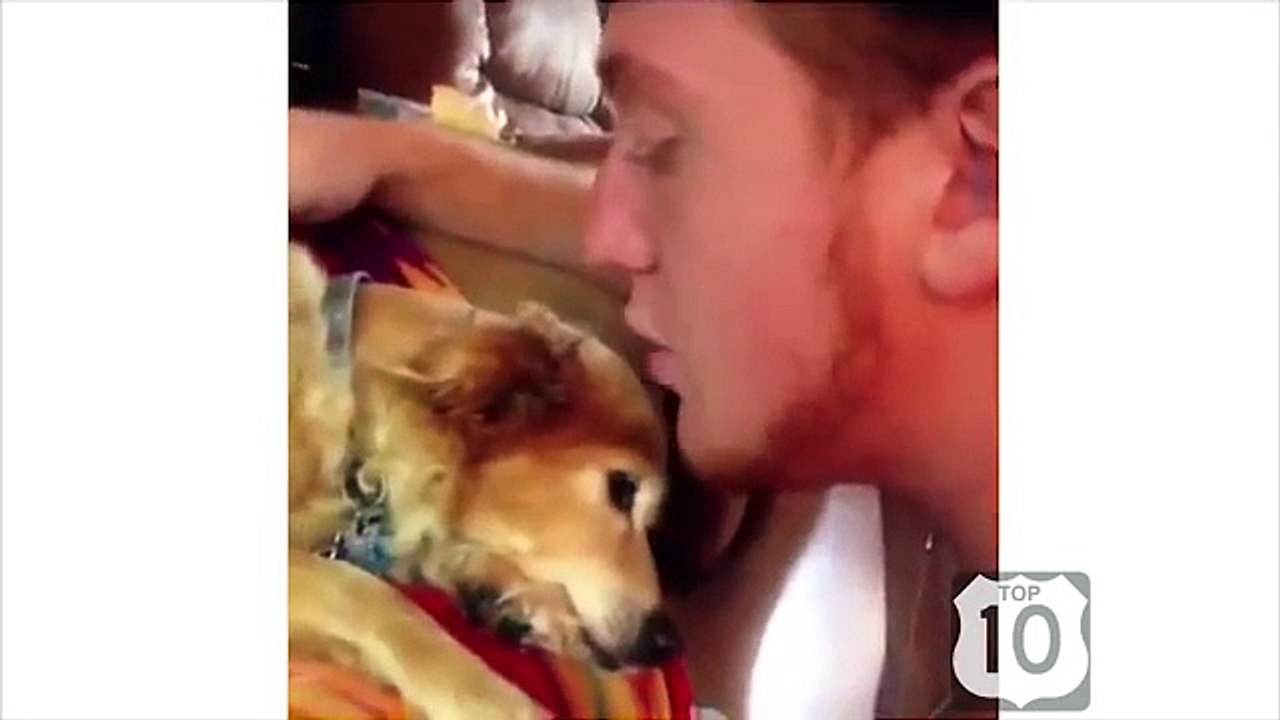 Les chiens ont du plaisir et de divertir. Bon chien drôle