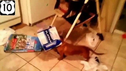 Собачьи развлечения и досуг. Смешные собаки расслабляются