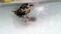 Сова плавает в ванной. Смешная сова принимает ванну
