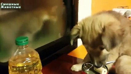 Собаки и кошки видятся впервые. Смешные псы и коты