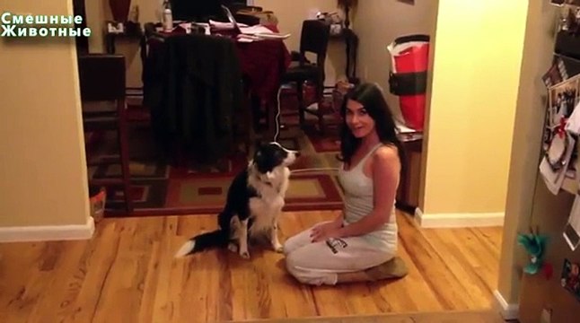 Собаки обнимаются с хозяевами. Забавные собаки