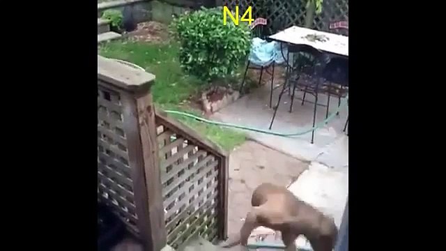 Собаки сами себя развлекают. Смешные собаки и их лапы, хвосты и тени