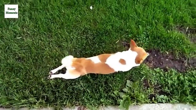 Собаки смешно ходят. Смешные псы гуляют