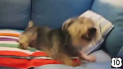 Собаки тоже чихают. Смешные чихающие собаки