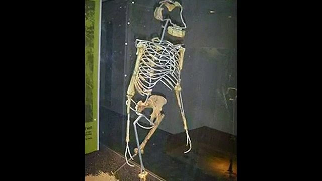 Who is Lucy the Australopithecus - Google Doodle for the Discovery of Lucy