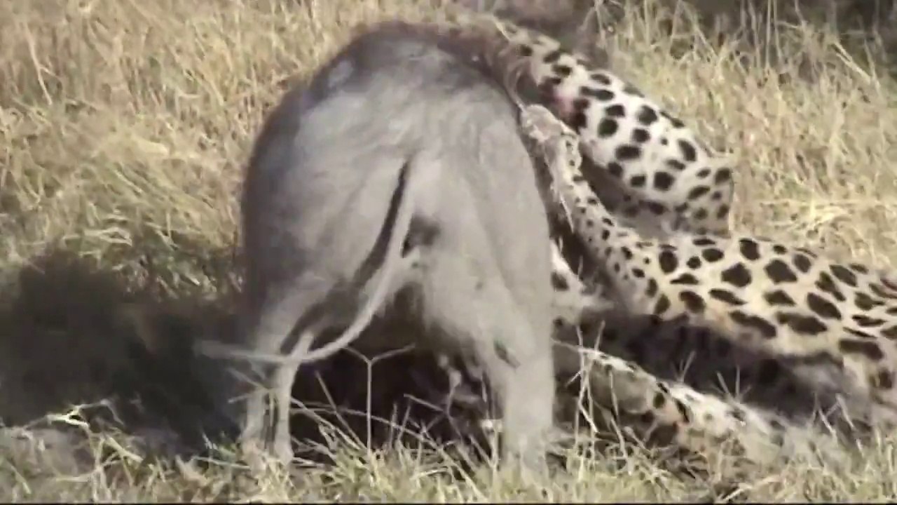 Leoparın Domuz Avı