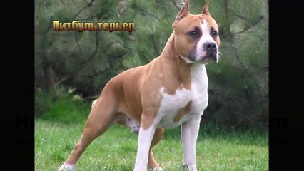 ТОП 5 САМЫХ СИЛЬНЫХ БОЙЦОВСКИХ СОБАК!