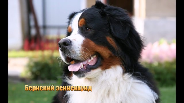 ТОП 10 САМЫХ КРАСИВЫХ ПОРОД СОБАК В МИРЕ