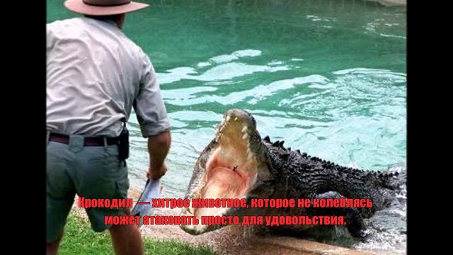 ТОП 10 САМЫХ ОПАСНЫХ ЖИВОТНЫХ МИРА!