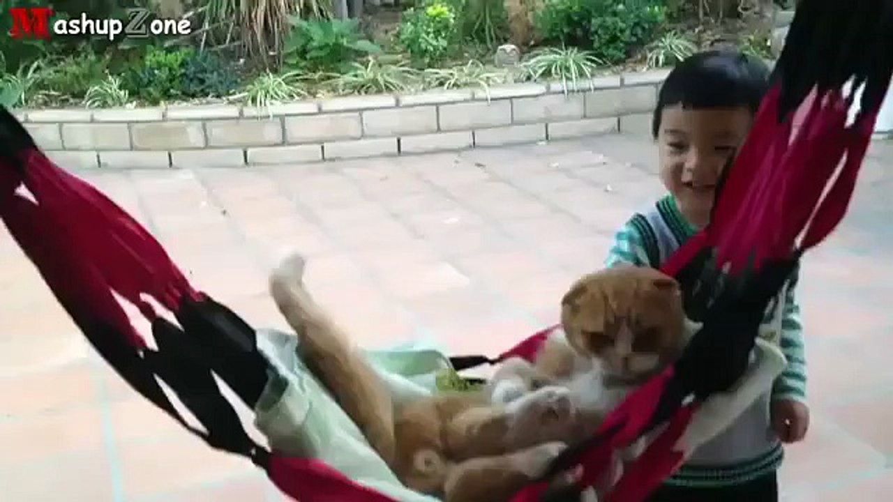 Funny Cats Acting Like Humans Compilation 2015