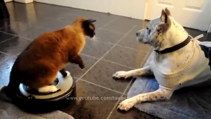 Roomba Cats with Dog pit bull Sharky.