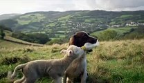 Dog Feeds Orphaned Lamb